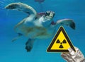 a nuclear radiation warning sign and a sea turtle Royalty Free Stock Photo