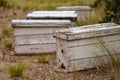 nuclei of bees installed in a wooded field