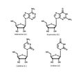 Nucleosides, chemical structures.