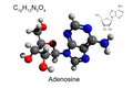 Chemical formula, skeletal formula, and 3D ball-and-stick model of nucleoside adenosine