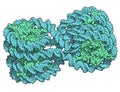 Nucleosome structure. Structure of an oligonucleosome, showing the packaging of DNA in chromosomes. 3D illustration