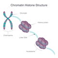 Chromatin Histone Structure vector illustration graphic