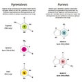 Pyrimidines and Purines nucleotide diagram chemical structure Royalty Free Stock Photo