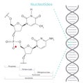 Nucleotide scientific biochemistry vector illustration infographic