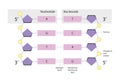 Nucleotides are organic molecules. Nucleosides are glycosylamines