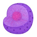The Nucleus of Anatomy.The nucleus is an organelle found in most eukaryotic cells, Royalty Free Stock Photo