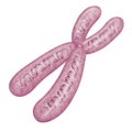 Chromosome - DNA molecule. Illustration