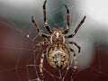 Nuctenea umbratica spider