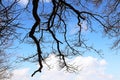 Nude branches against blue sky Royalty Free Stock Photo