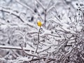 Nude branches in the snow