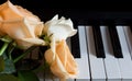 Nude and white beautiful roses on the piano. Flowers on a musical instrument. Greeting card. International women`s day, mother`s Royalty Free Stock Photo