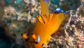 A Nudi is eating food