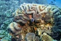 Nudibrance flatworm at hard brain coral reef and fish swim in underwater sea with deep blue water background landscape Royalty Free Stock Photo