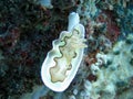 Nudibranch