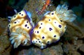 Nudibranch