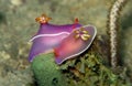 Nudibranch