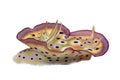 Nudibranch