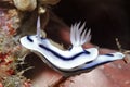 Nudibranch