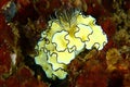 Nudibranch