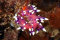 Nudibranch