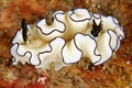 Nudibranch Royalty Free Stock Photo