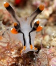 Nudibranch