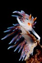 Nudibranch Royalty Free Stock Photo