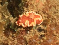 Nudibranch