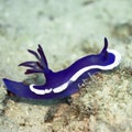 Nudibranch