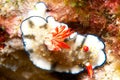 Nudibranch Royalty Free Stock Photo