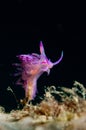 Nudibranch Aeolid Flabellina Rubrolineata