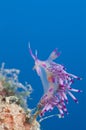 Nudibranch Aeolid & x28;Flabellina Rubrolineata& x29;