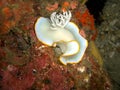 Nudibranch (Ardeadoris Egretta Heron) in the filipino sea 22.11.2015