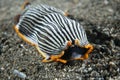 Nudibranch Armina sp. Anilao Philippines