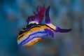 Nudibranch Bighorn nembrotha Royalty Free Stock Photo