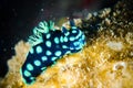 Nudibranch bunaken sulawesi indonesia nembrotha cristata underwater Royalty Free Stock Photo