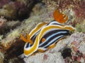 Nudibranch Chromodoris africana