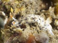 Nudibranch Chromodoris aspersa