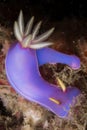 Nudibranch - Chromodoris Bullocki