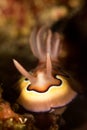 Nudibranch Chromodoris Coi Royalty Free Stock Photo