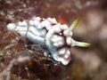 Nudibranch Chromodoris_geometrica Royalty Free Stock Photo