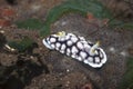 Nudibranch Chromodoris geometrica Royalty Free Stock Photo