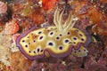 Nudibranch Chromodoris kuniei