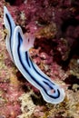 nudibranch chromodoris lochi Rudman Royalty Free Stock Photo