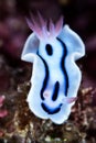 nudibranch chromodoris lochi Rudman Royalty Free Stock Photo