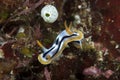 Nudibranch Chromodoris lochi Royalty Free Stock Photo