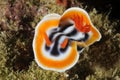 Nudibranch Chromodoris Magnifica. Malapascua, Philippines