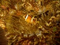 Clark`s anemonefish or Amphiprion clarkii at a Puerto Galera reef in the Philippines Royalty Free Stock Photo