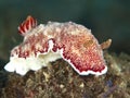 Nudibranch Chromodoris reticulata