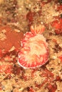 Nudibranch - chromodoris tinctoria